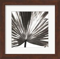 Framed Black and White Palm III