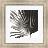 Framed Black and White Palm IV