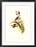 Hummingbird II Framed Print