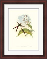 Framed Hummingbird III