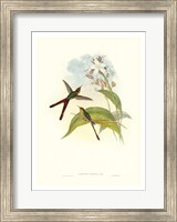 Framed Hummingbird III