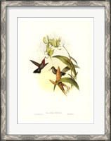 Framed Hummingbird IV