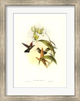 Framed Hummingbird IV