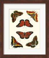 Framed Butterflies I