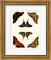 Framed Butterflies II