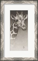 Framed Jean, The Giraffe