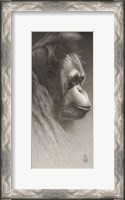 Framed Jojo, The Orangutan