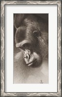 Framed Silver Back, The Gorilla