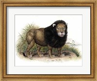 Framed Lion from India I I