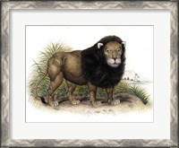 Framed Lion from India I I