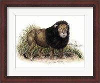 Framed Lion from India I I