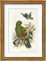 Framed Parrots I