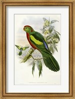 Framed Parrots II