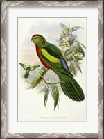 Framed Parrots II