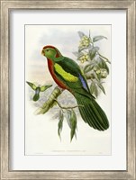 Framed Parrots II