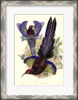 Framed Bird of Paradise III