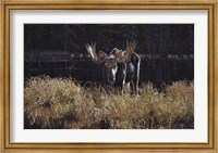 Framed Autumn Foraging