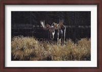 Framed Autumn Foraging