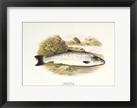 Framed Grilse or Young Salmon