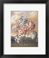 Framed Group of Carnations