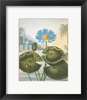 Framed Blue Egyptian Water-Lily