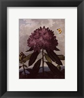 Framed Pontic Rhododendron