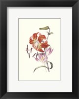 Framed Flowers (Untitled) Tiger Lily