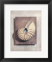 Framed Seashell Study II
