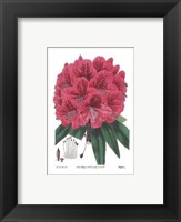 Framed Rhododendron No. 2