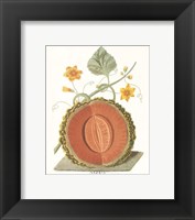 Framed Melon - Cantalope