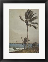 Framed Palm Tree, Nassau