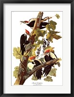 Framed Pileated Woodpecker