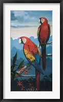 Framed Scarlet Macaw