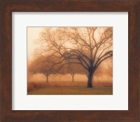 Framed Memory of Trees