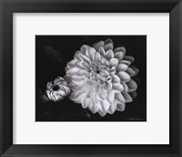 Chrysanthemum Framed Print