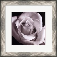 Framed Open Rose