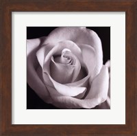 Framed Open Rose