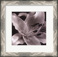 Framed Speckled Lily
