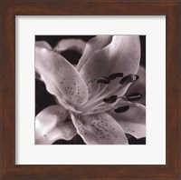 Framed Speckled Lily