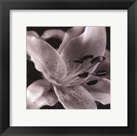 Framed Speckled Lily