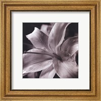Framed Pure Lily