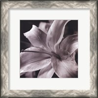 Framed Pure Lily