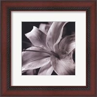 Framed Pure Lily