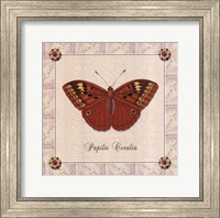 Framed Papilio Cocalia