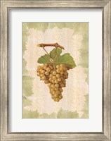 Framed Antique Grapes - Terret Blanc