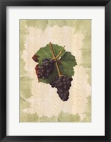 Framed Antique Grapes - Gougenot