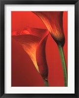Framed Red Calla Lilies