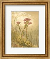 Framed Alpine Florals II