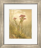 Framed Alpine Florals II