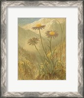 Framed Alpine Florals III